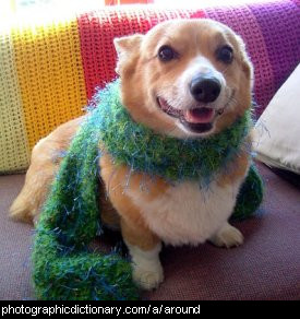 Photo of a dog wearing a scarf