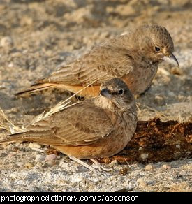 Photo of a group of larks