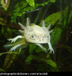 Photo of an axolotl