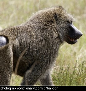 Photo of a baboon.