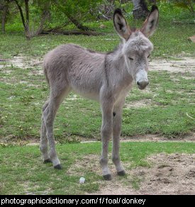 Photo of a baby donkey
