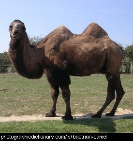 Photo of a bactrian camel