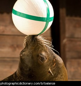 Photo of a seal balancing a ball on its nose
