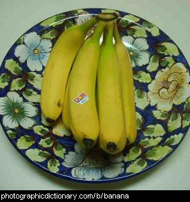 Photo of bananas on a plate.