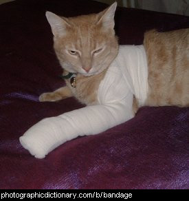 Photo of a bandaged cat