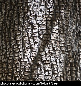 Photo of tree bark
