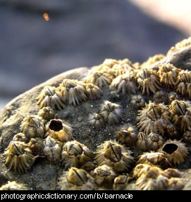 Photo of barnacles on a rock