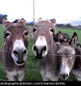Photo of a group of donkeys