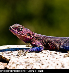 Photo of a lizard basking in the sun