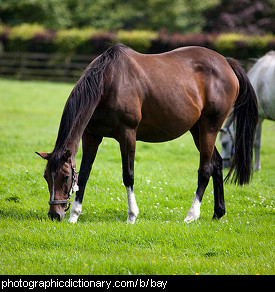 Photo of a bay horse.