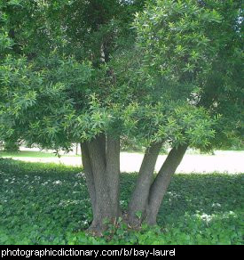 Photo of a bay laurel tree
