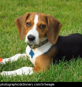 Photo of a beagle