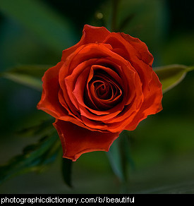 Photo of a beautiful rose