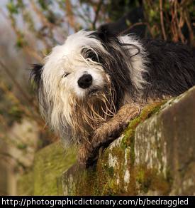 A bedraggled dog