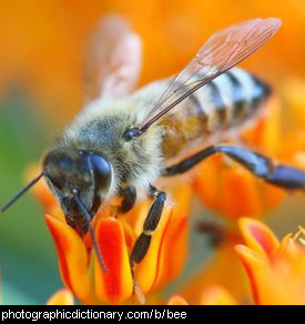Photo of a bee