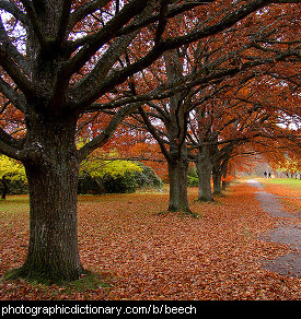 Photo of beech trees in a park