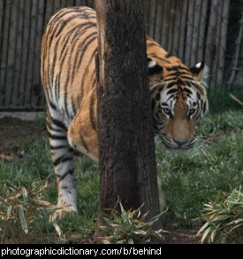Photo of a tiger hiding behind a tree