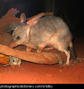 Photo of a bilby