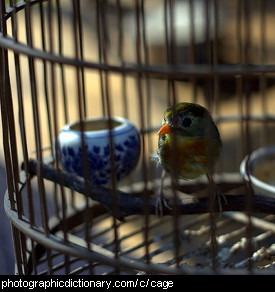 Photo of a bird in a cage
