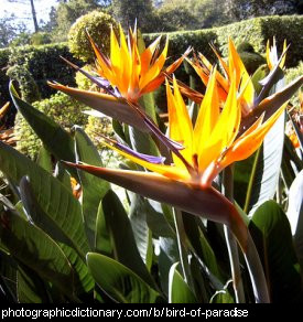 Photo of a bird of paradise plant
