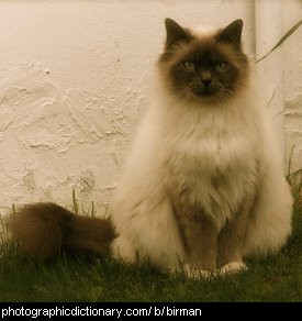 Photo of a birman cat