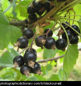 Photo of blackcurrants