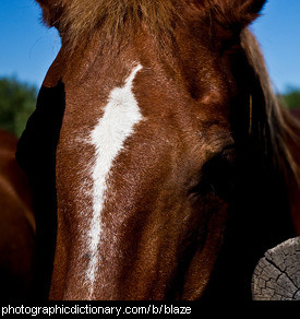 Photo of a horse with a blaze