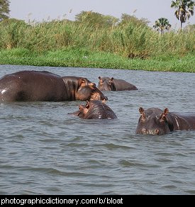 Photo of a group of hippos