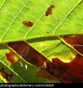 Photo of a blotchy leaf