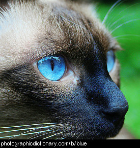 Photo of a cat with blue eyes
