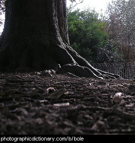 Photo of a tree bole