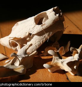 Photo of some turtle bones.