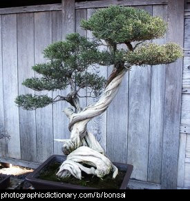 Photo of a bonsai tree