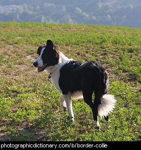 Photo of a border collie.