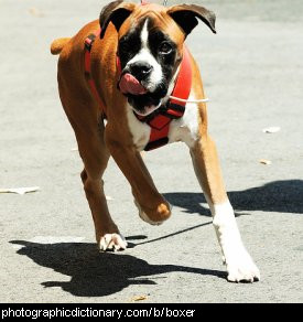 Photo of a boxer dog