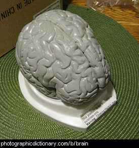 Photo of a model brain