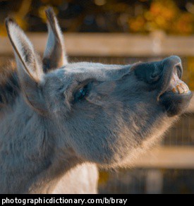 Photo of a donkey braying