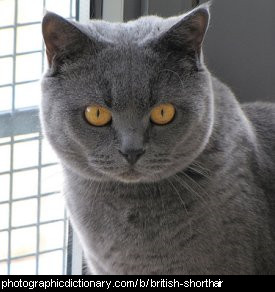 Photo of a british shorthair