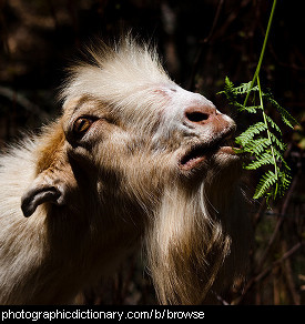 Photo of a goat browsing