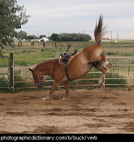 Photo of a horse bucking