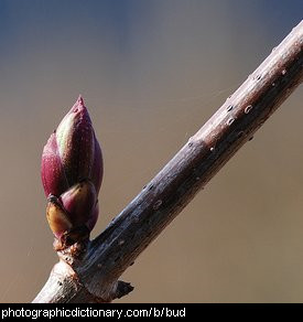 Photo of a bud