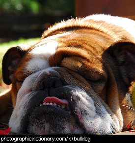 Photo of a bulldog.