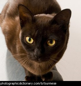 Photo of a burmese cat