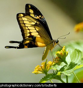 Photo of a yellow butterfly