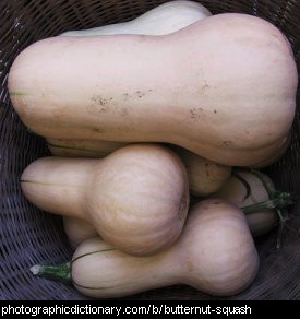 Photo of butternut squashes