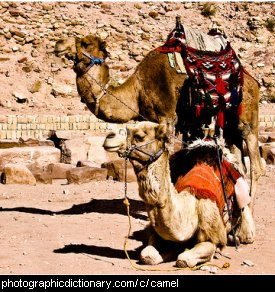 Photo of two camels