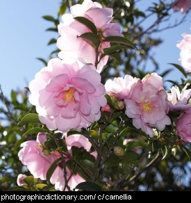 Photo of camellia flowers