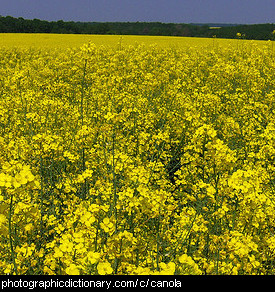 Photo of a field of canola