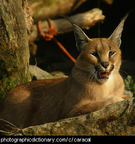 Photo of a caracal