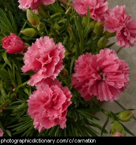 Photo of carnation flowers